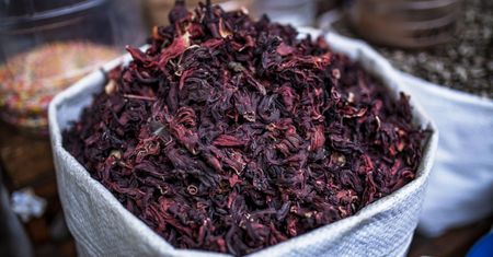 Hibiskus - uprawa, pielęgnacja, szkodniki, właściwości lecznicze