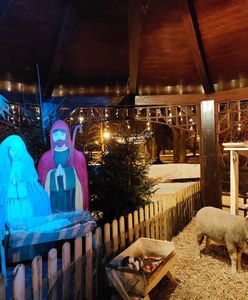 W łęczyckiej szopce padł królik. Prokuratura ma wyniki sekcji zwłok