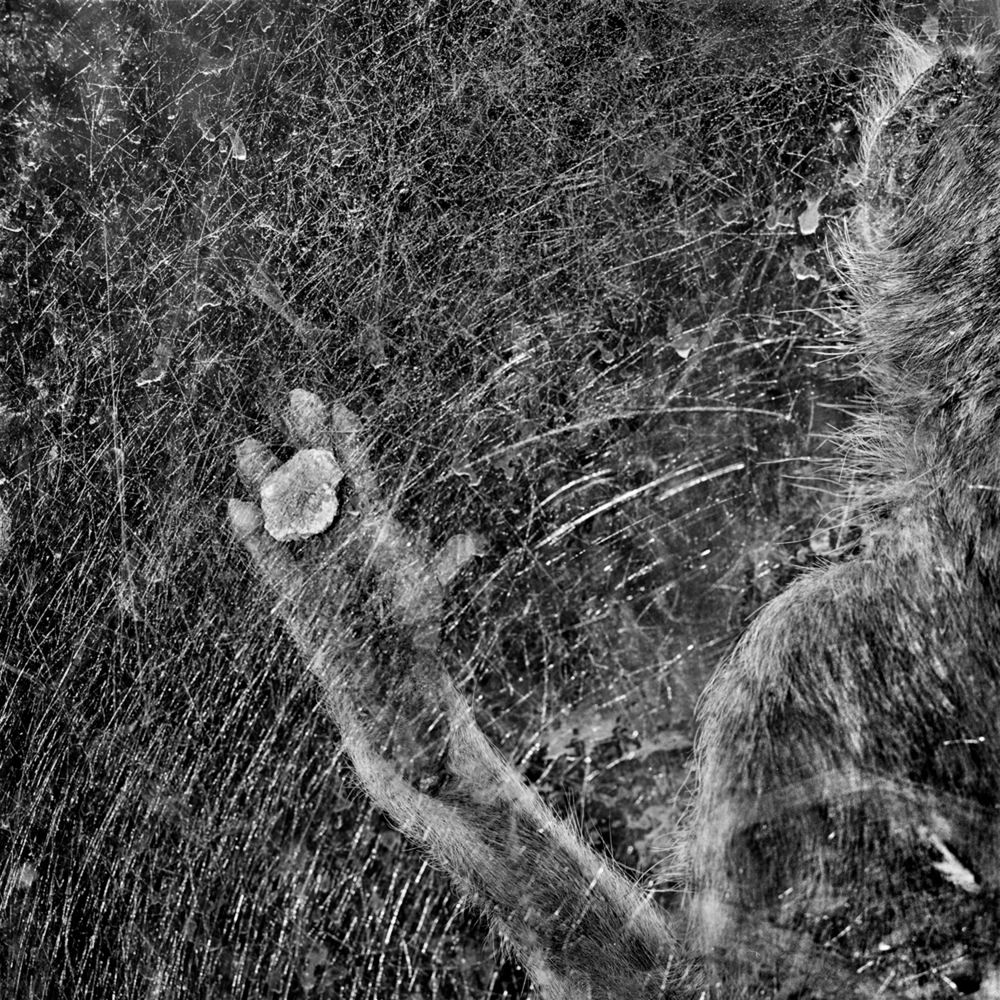 Bardziej ludzkie od ludzi. Wyjątkowe portrety zwierząt autorstwa Jacka Kusza [wywiad] 4