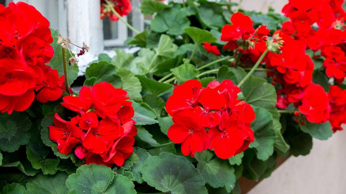 Jak dbać o pelargonie?