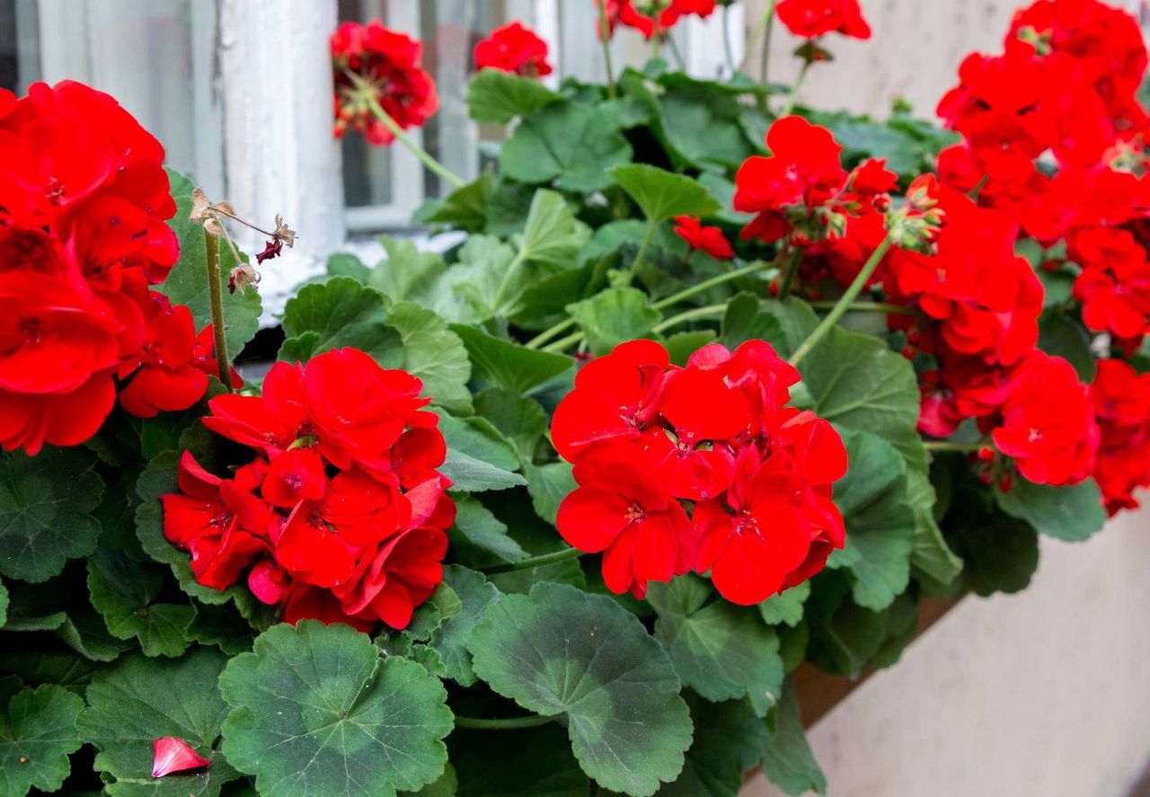 Płynne złoto dla pelargonii. Będą uginać się od kwiatów