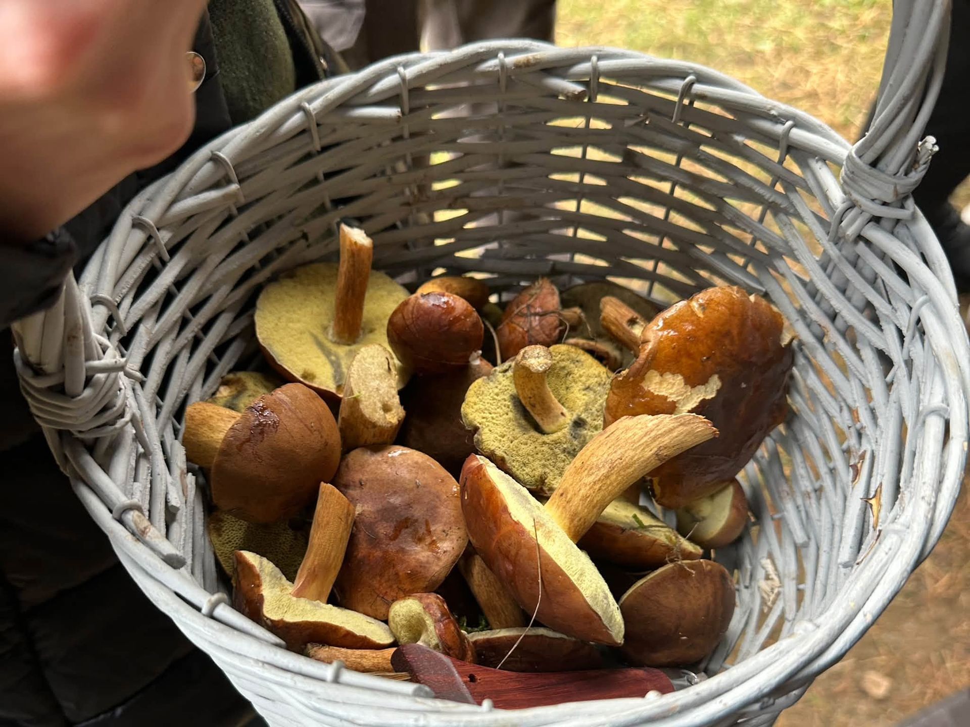 Grzybobranie w okolicach Chodzieży.