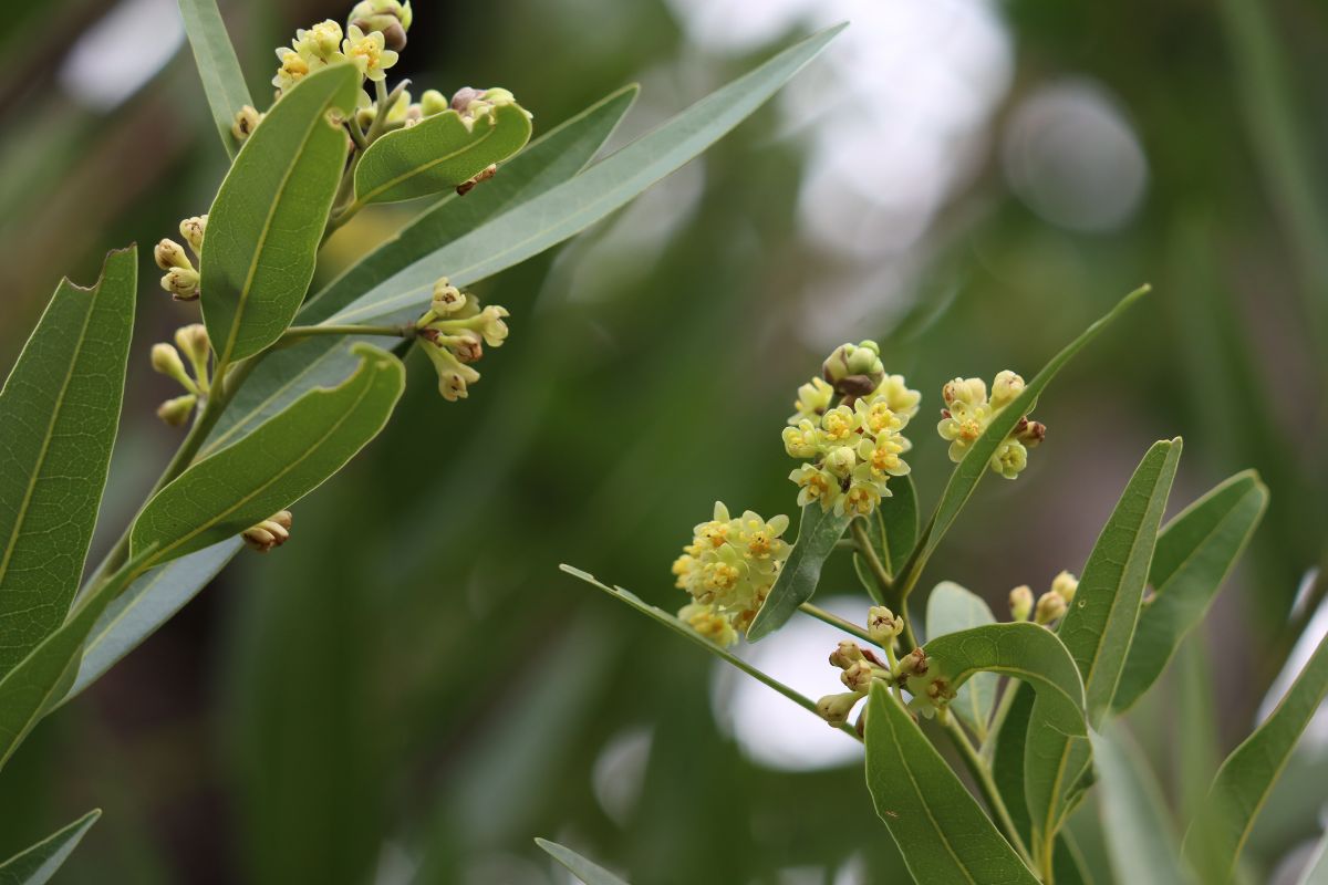 Umbellularia californica to rodzaj liści używanych w USA