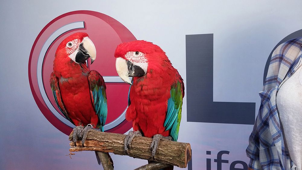LG G3 - przykładowe zdjęcia z polskiej premiery 6