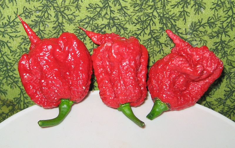 Tak wygląda Carolina Reaper - najostrzejsza papryczka na świecie