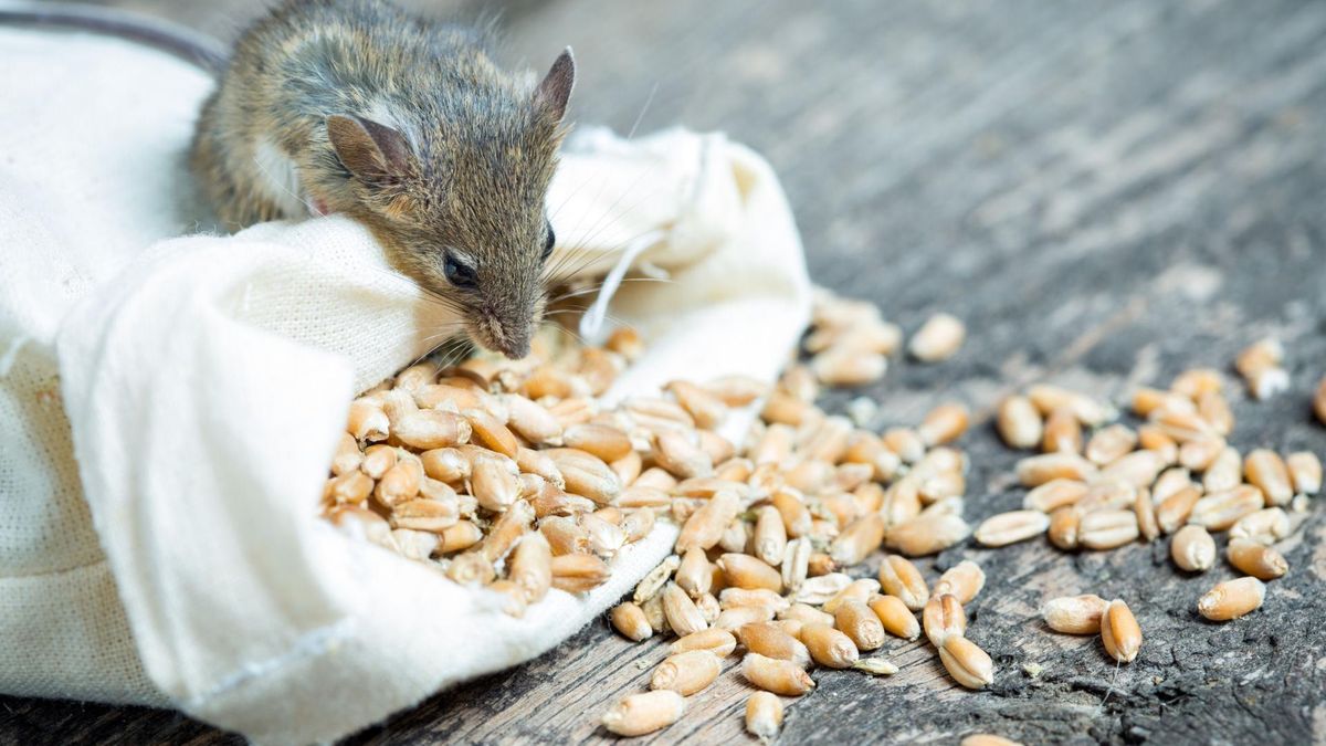 Trutkę w postaci granulatu wysypuje się najczęściej na zwykłych tackach i ustawia w piwnicach.