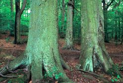 Na liście UNESCO znalazły się bukowe lasy Bieszczad