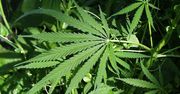 Wielka Brytania mogłaby skorzystać na legalizacji marihuany