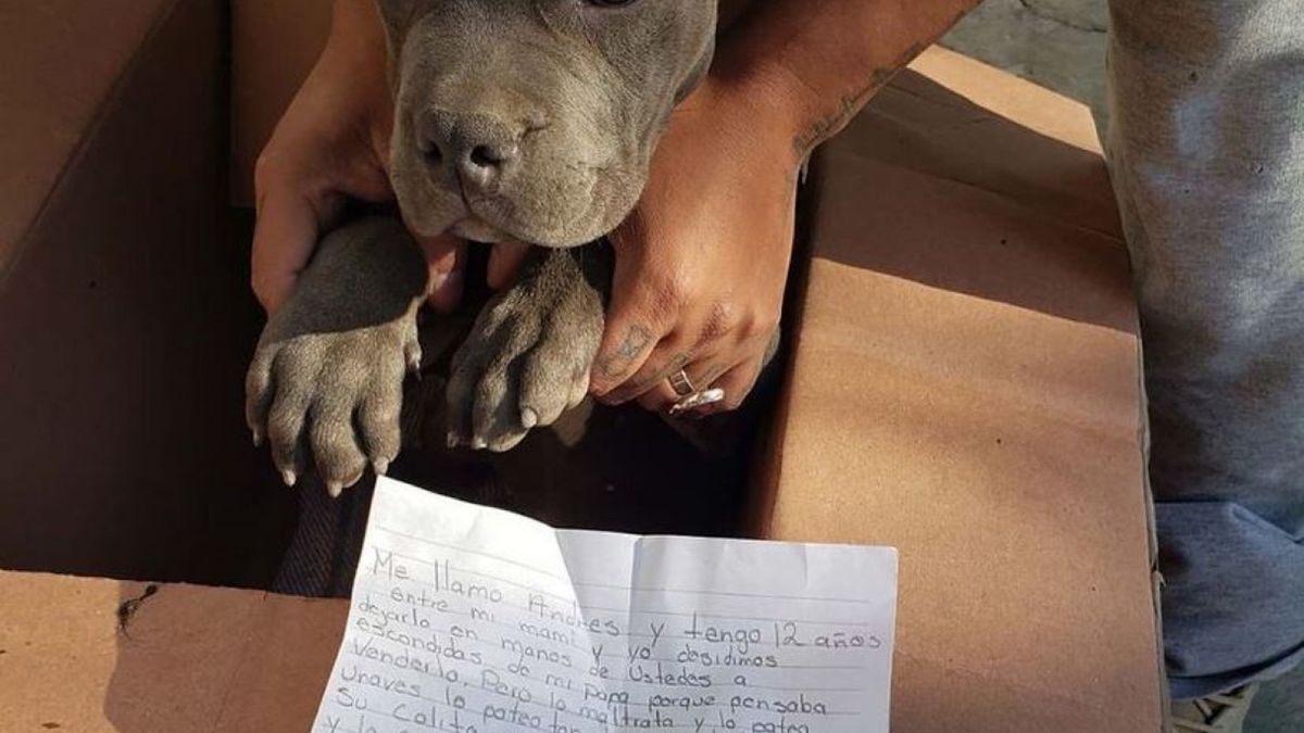 Chłopiec chciał oszczędzić pieskowi cierpienia.