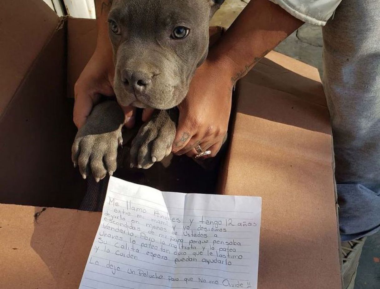 Zrozpaczony chłopiec oddał psa do schroniska. Poruszający list