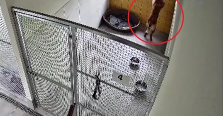 O psie, który uciekł ze schroniska. Pokazali, jak to zrobił