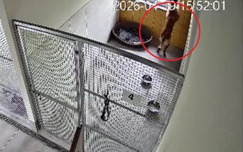 O psie, który uciekł ze schroniska. Pokazali, jak to zrobił