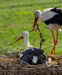 Choroba zabija koty. Ekspert alarmuje, wskazuje na bociany