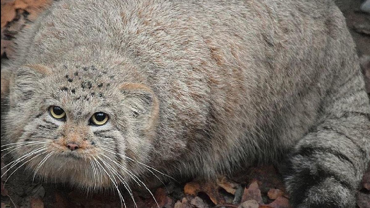 Magellan z Poznania walczy o tytuł najpiękniejszego manula