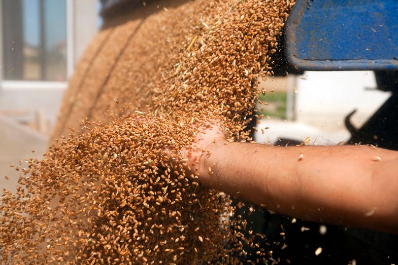 Chiny skupują nadwyżki zbóż. Korzystają z niskich cen