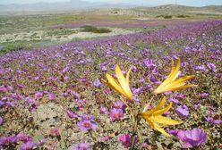 Niespodzianki kryjące się na pustkowiu: Kwitnąca pustynia w Chile