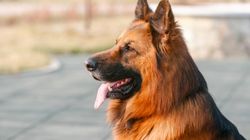 Owczarek niemiecki długowłosy - wygląd, charakter, potrzeby. Dla kogo będzie odpowiedni?