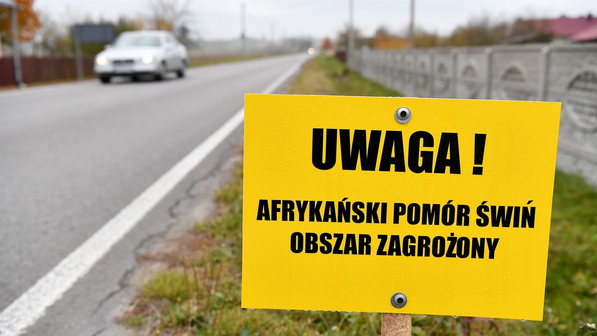 Wilkowa, 24.10.2021. Znaki ostrzegawcze we wsi Wilkowa, 24 bm. Na terenie gminy Łubnice w woj. świętokrzyskim stwierdzono ognisko ASF, czyli afrykańskiego pomoru świń. (mr) PAP/Piotr Polak