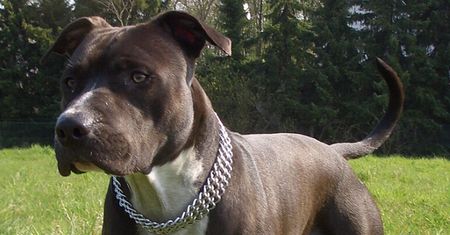 Amstaff rzucił się na dziecko. Prokuratura umorzyła śledztwo