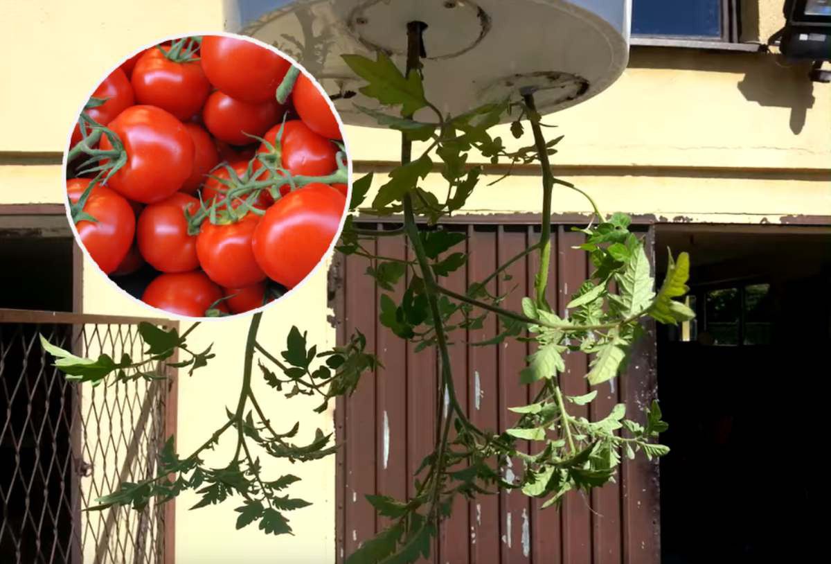 Jak uprawiać pomidory do góry nogami?