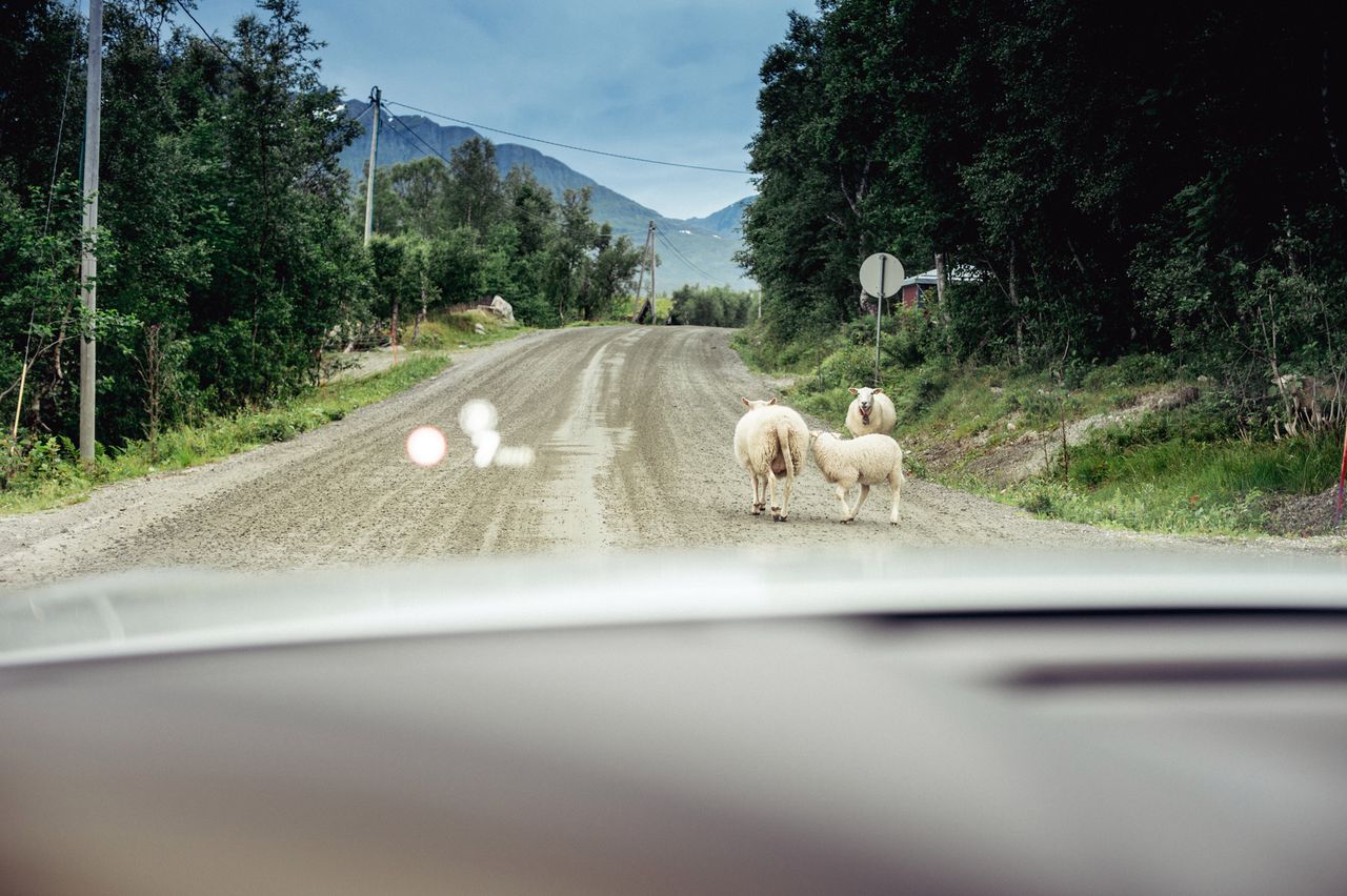 ...And please 007, watch out for these sheep...