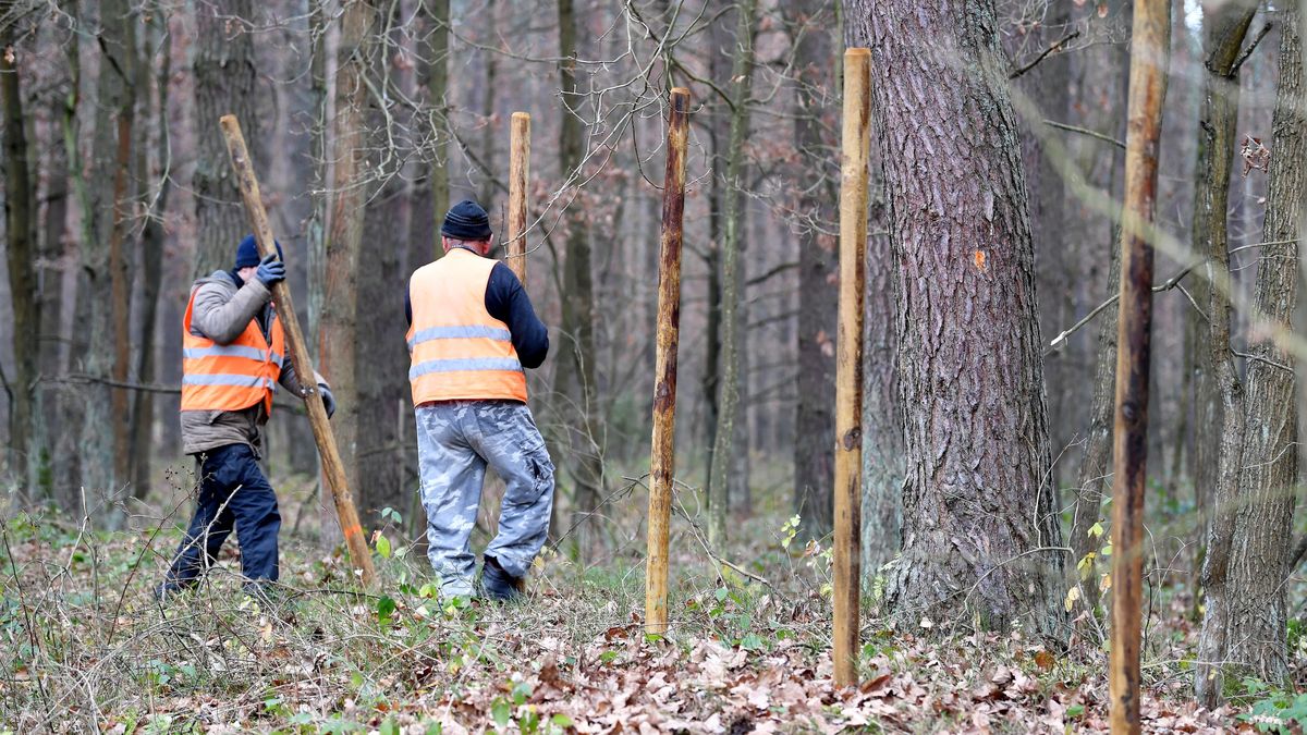 ASF. Budowa płotu w leśnictwie Myszki, 9 bm. (pow. starachowicki, gm. Brody), które ma powstrzymać rozprzestrzenianie się ASF.