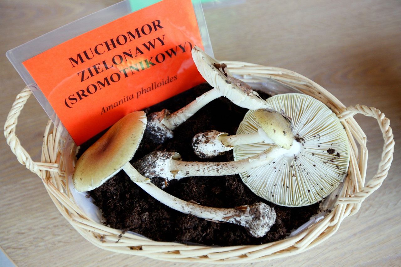 Te grzyby wyglądają niewinnie, ale mogą zabić