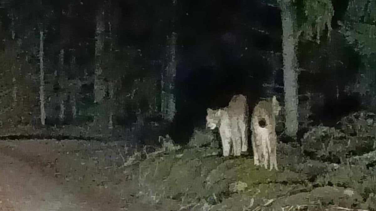 Nadleśnictwo Orneta z Olsztyna udostępniło na Facebooku zdjęcia niezwykłej pary rysi