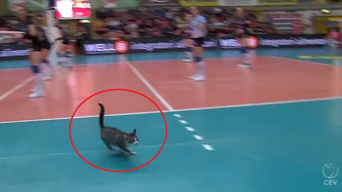 Zdjęcie okładkowe artykułu: Facebook / Kot wtargnął na boisku podczas meczu Pucharu CEV kobiet