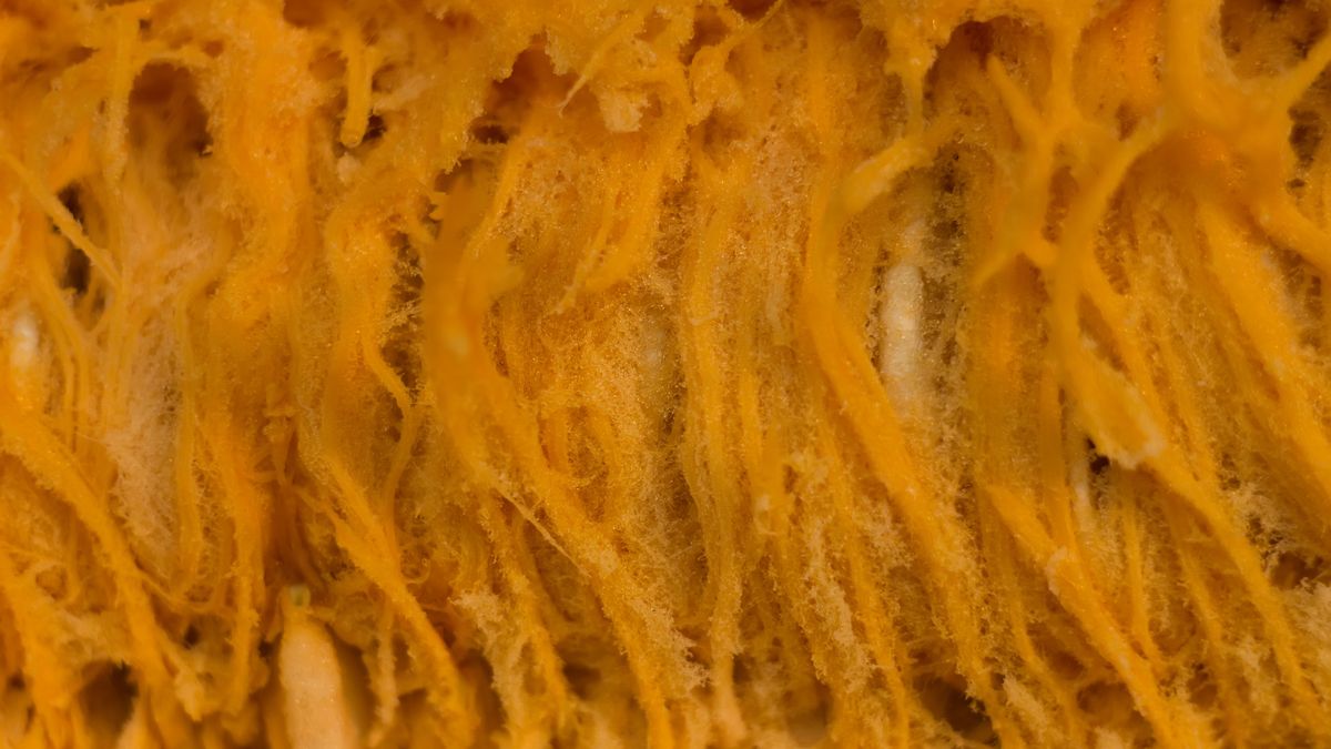 Jakie właściwości ma dynia?