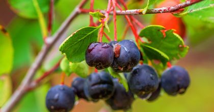 "Nasz Dziennik": Aronia na eksport