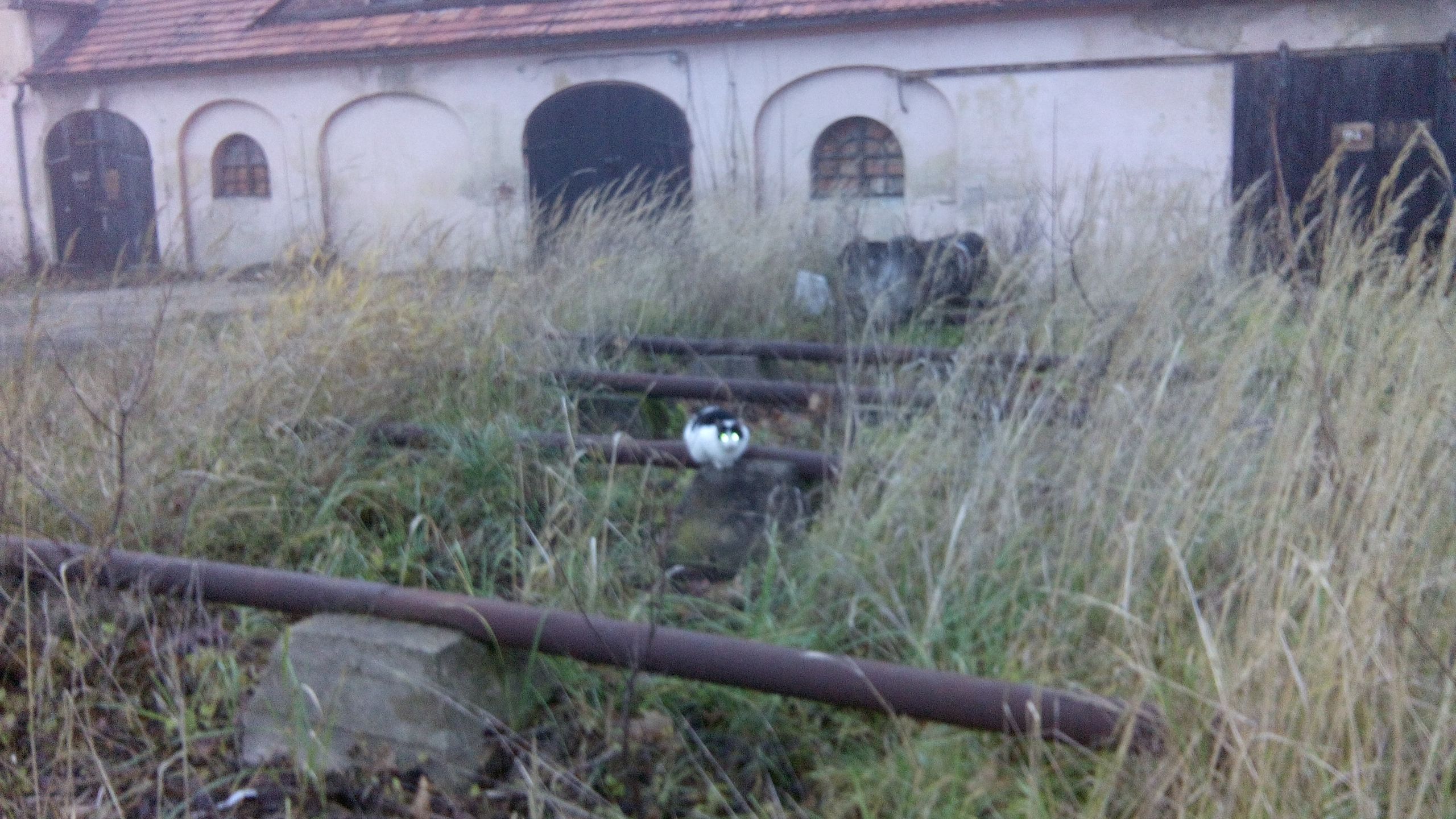 Obraz
