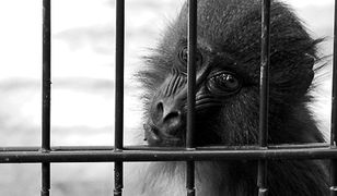 Zwierzaki z oliwskiego zoo