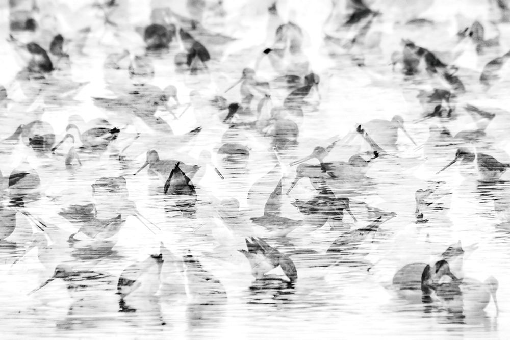 Zobaczcie najlepsze zdjęcia konkursu GDT European Wildlife Photographer of the Year 2016 12