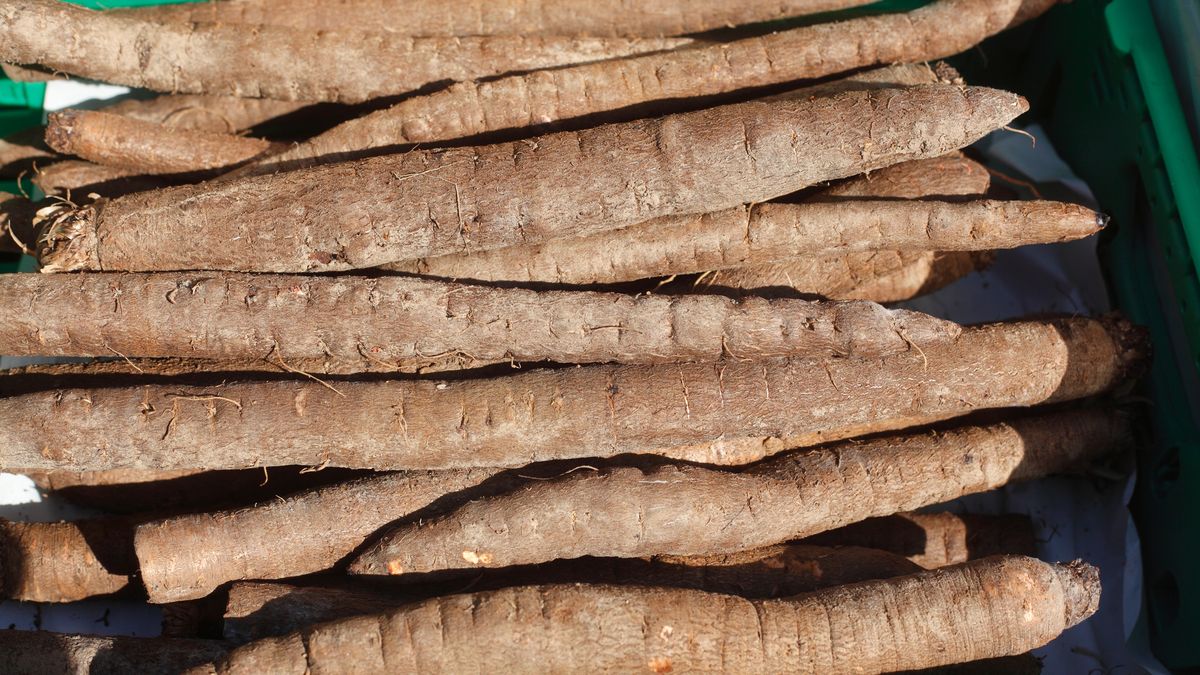 Skorzonera (wężymord)