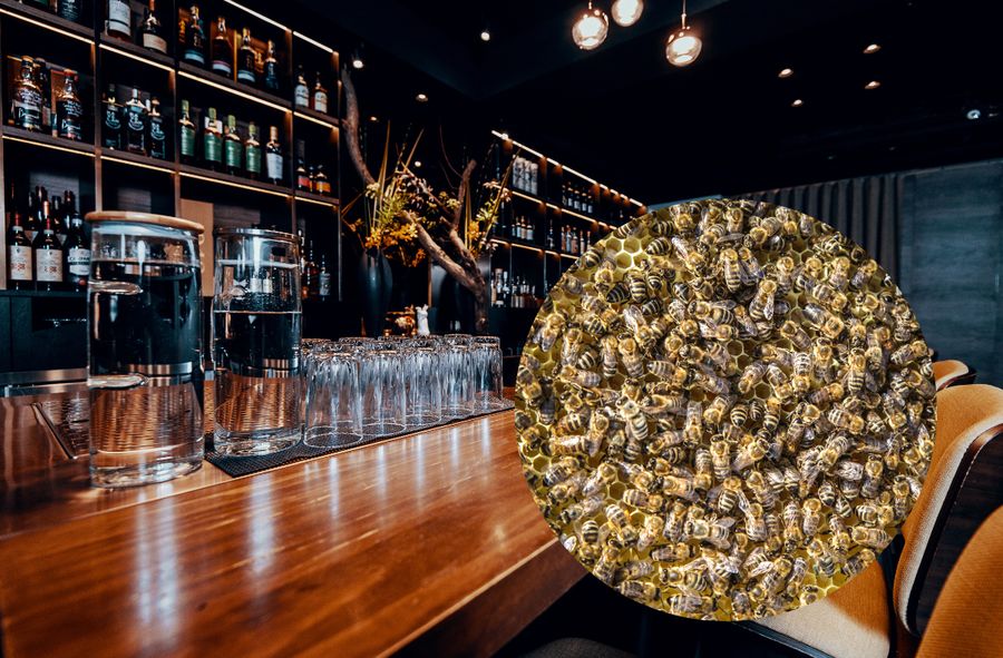 Bar w Glasgow zamknięty przez pszczoły