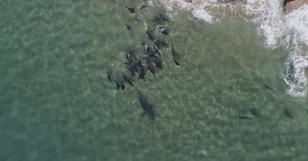 Gang fok przegania rekina. U wybrzeży Afryki foki dały popis współpracy