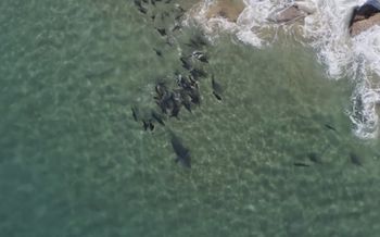Gang fok przegania rekina. U wybrzeży Afryki foki dały popis współpracy
