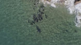 Gang fok przegania rekina. U wybrzeży Afryki foki dały popis współpracy
