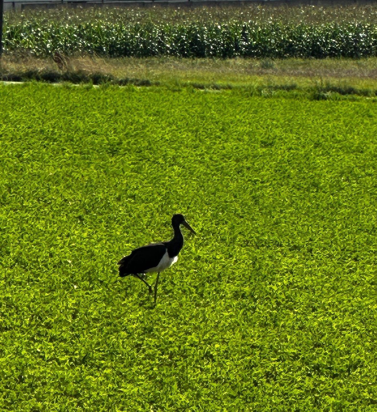 Leśnicy z Siewierza potwierdzają: bocian czarny znów u nas gniaz