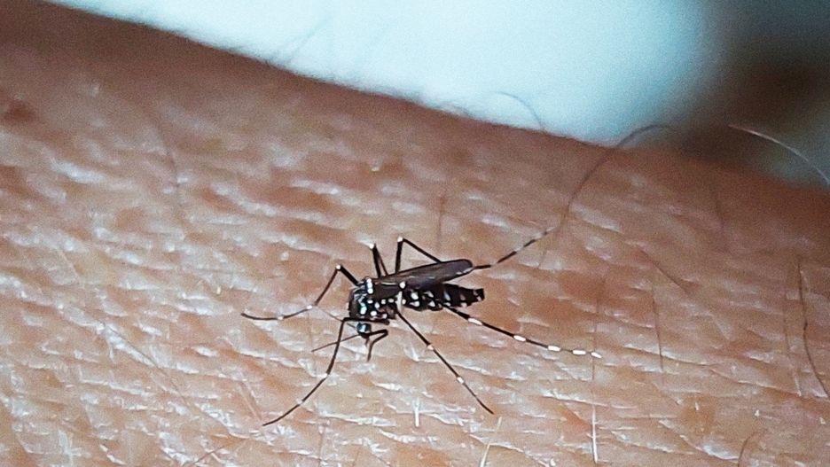 Tiger mosquito