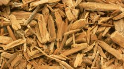 Popularny suplement na cenzurowanym. Johimbina może szkodzić sercu i podnosić ciśnienie