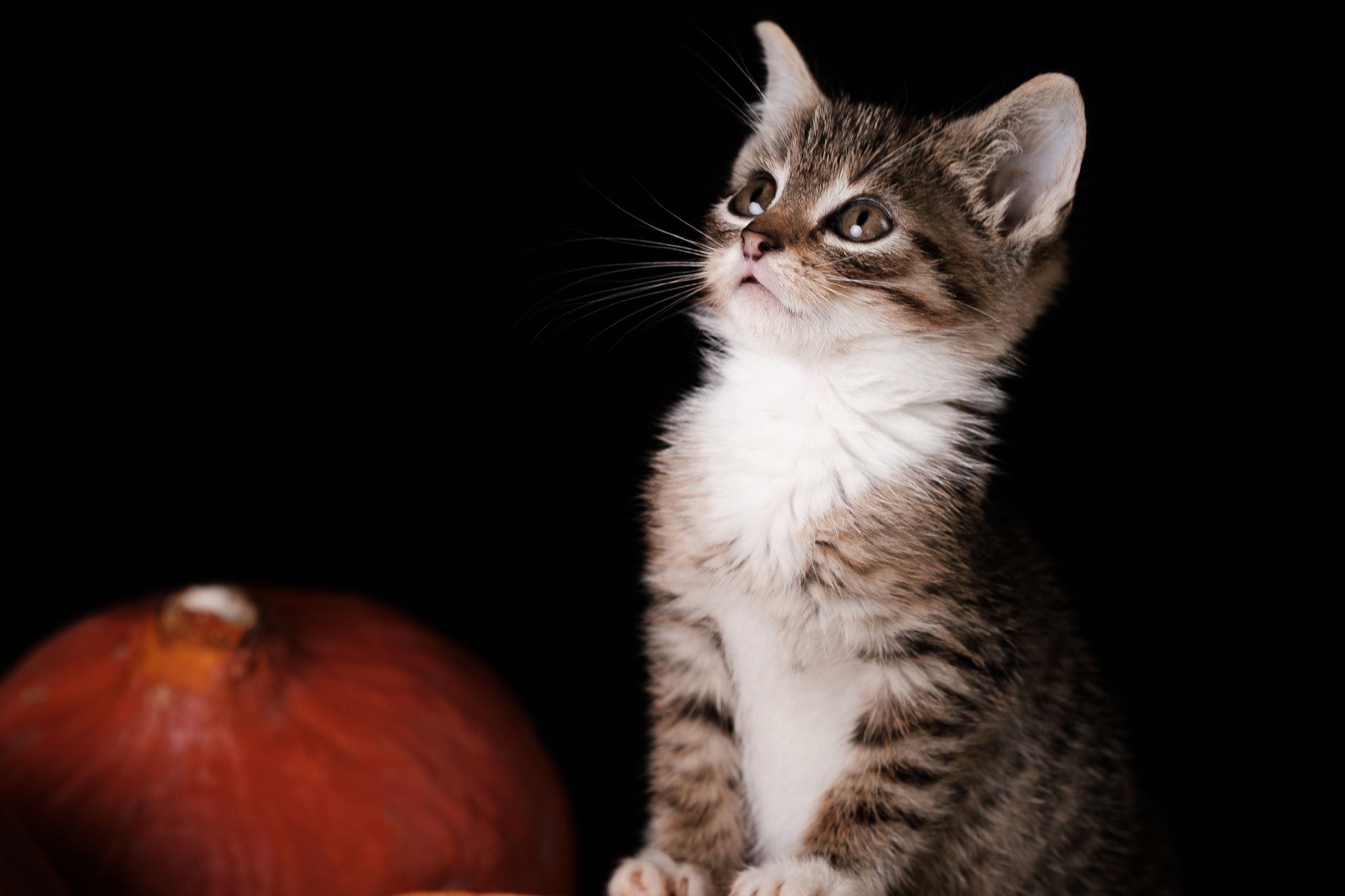 Halloween 2019: Zrobiłem sesję w schronisku, by pomóc w adopcji zwierząt 16