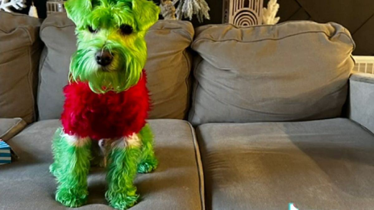 Świąteczna "szata" psiaka szybko obiegła Internet