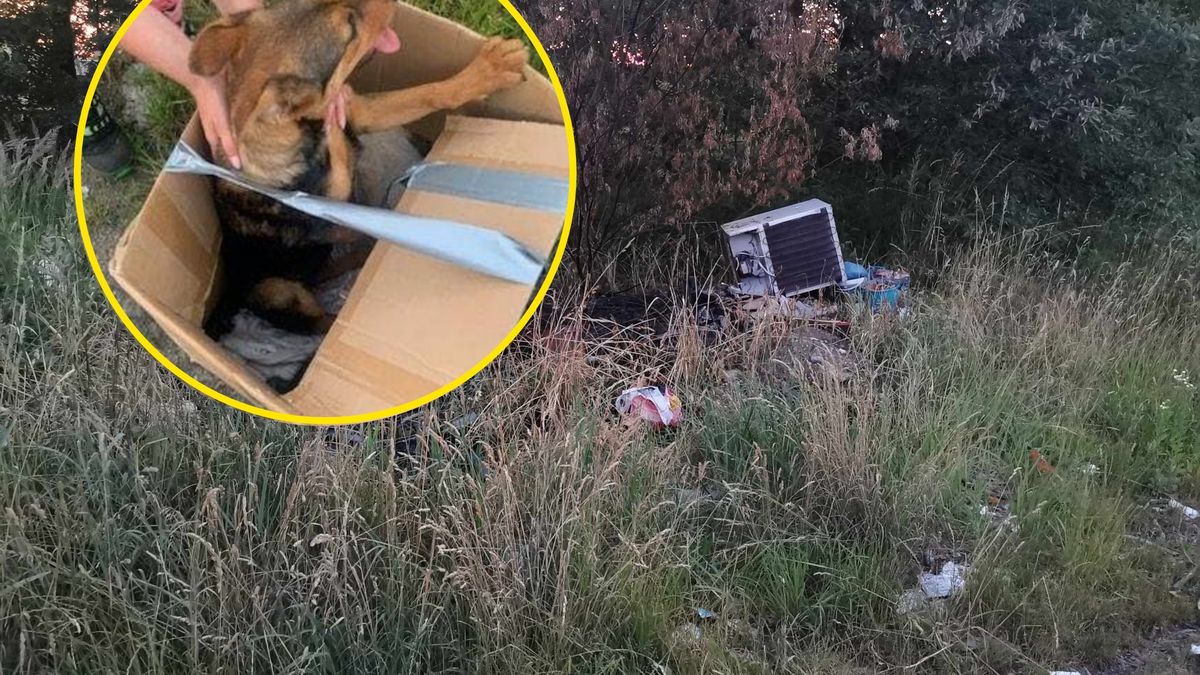 Szczeniaki zostały porzucone w zaklejonych kartonach 
