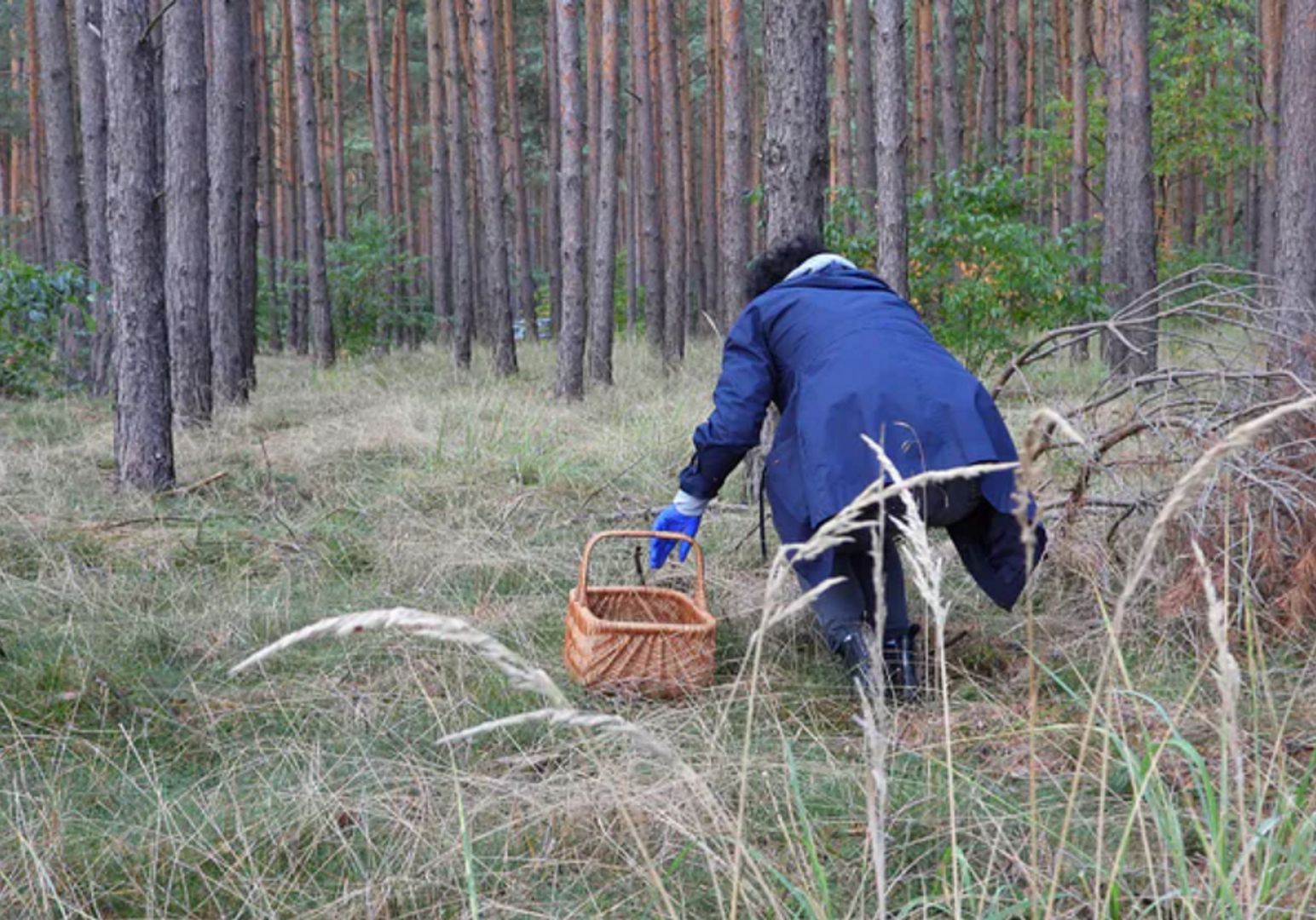 Poszła na grzyby. Nagle zobaczyła, co kryje się w trawie