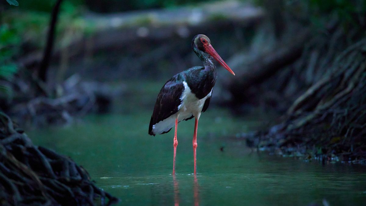 Bocian czarny występuje w Polsce, ale to bardzo rzadki gatunek