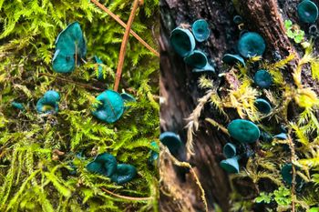 Pokazali zdjęcia z polskiego lasu. "W niezwykłym świecie"