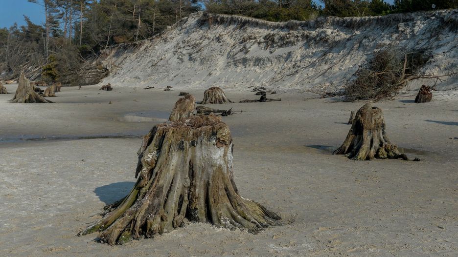 Plaża w Rowach. W 2016 roku marcowy sztorm odsłonił pozostałości po dębowej puszczy, która rosła na tym terenie kilka tysięcy lat temu.