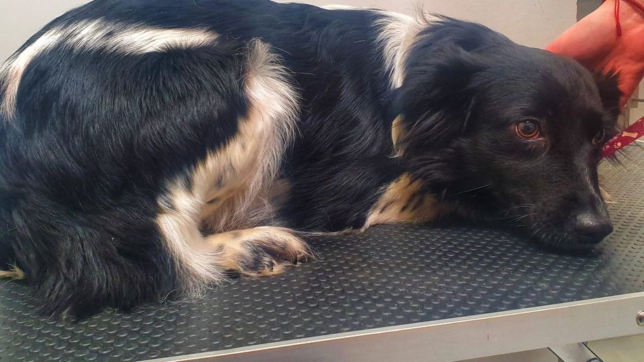 Kaliskie Stowarzyszenie Pomocy Dla Zwierząt Help Animals